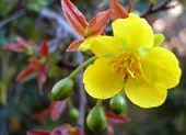 Nhớ tết xưa ngồi nhuộm áo