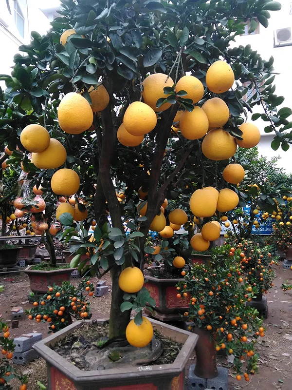 Những loại cây chưng Tết 'hút' tài lộc vào nhà ảnh 2 Mặc dù là loại cây chưng Tết có giá mắc nhưng bưởi Diễn được nhiều người ưa chuộng.