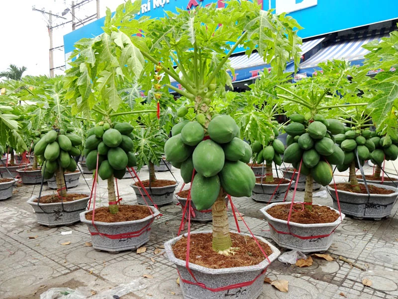 Những loại cây chưng Tết 'hút' tài lộc vào nhà ảnh 11 Những loại cây chưng Tết 'hút' tài lộc vào nhà ảnh 11