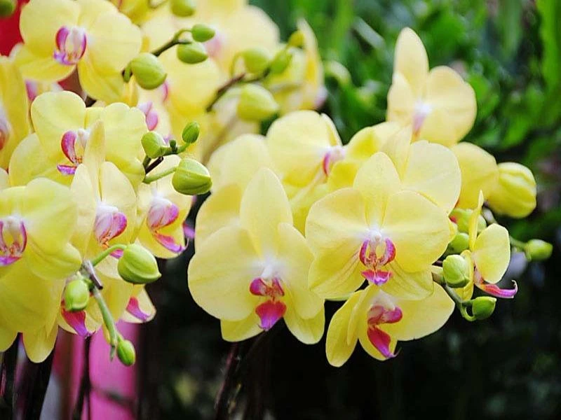 Những năm gần đây, hoa lan rất được ưa chuộng trong các dịp Lễ, tết