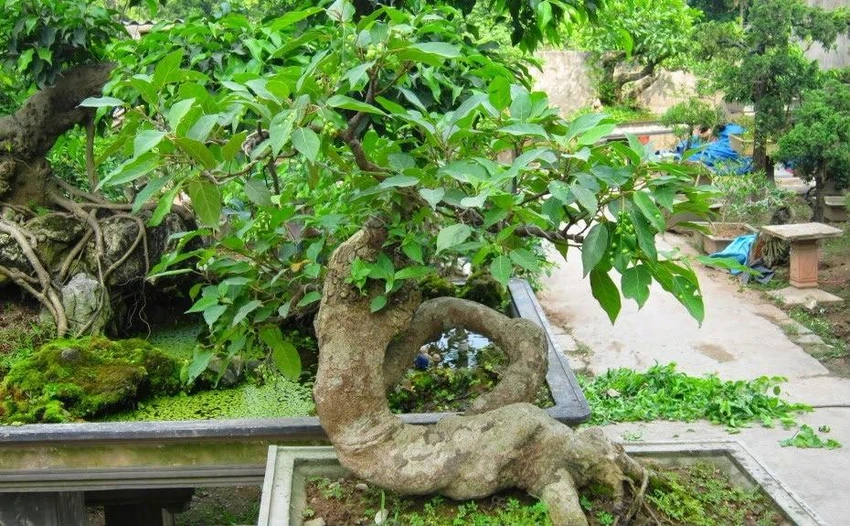 Những loại cây chưng Tết 'hút' tài lộc vào nhà ảnh 9 sung bon sai