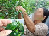 Lá không tên… trị hết nhiều bệnh hiểm?