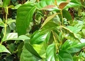 Ba học sinh lớp 3 ăn lá ngón tự tử