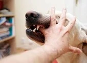 Mất 2 chân vì vết chó cắn từ 2 năm trước