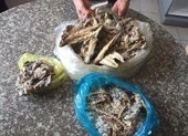 Xôn xao clip cá nục trong bữa ăn của HS có giun