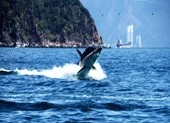 Từ 16-4, đến Nha Trang ‘cưỡi cá mập’ lướt sóng biển