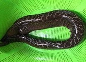 6 người nhập viện vì ăn ruột cá chình um măng
