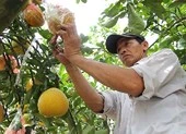 Những cây chưng Tết ‘hút’ tài lộc vào nhà