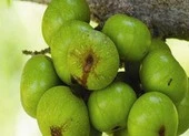 Sáu loại rau quả dân dã giúp tăng phong độ quý ông