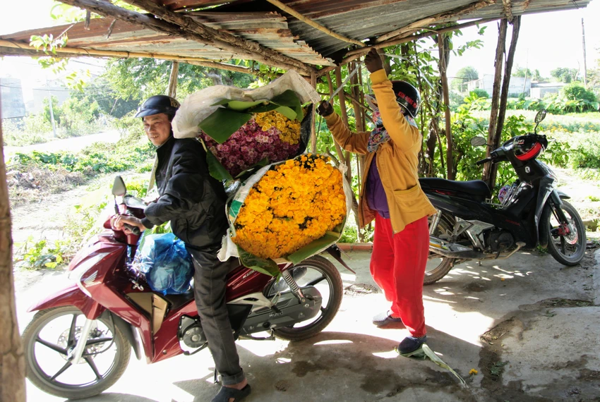 Làng hoa cúc vàng Mỹ Bình hối hả vào vụ Tết ảnh 11 Làng hoa cúc vàng Mỹ Bình hối hả vào vụ Tết ảnh 11