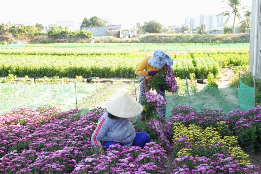 Làng hoa cúc vàng Mỹ Bình hối hả vào vụ Tết ảnh 5 Làng hoa cúc vàng Mỹ Bình hối hả vào vụ Tết ảnh 5