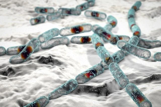 vi khuan Bacillus cereus vi khuẩn Bacillus cereus