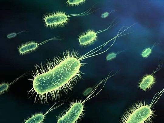 Vi khuẩn E.coli. Ảnh internet Vi khuẩn E.coli. Ảnh internet