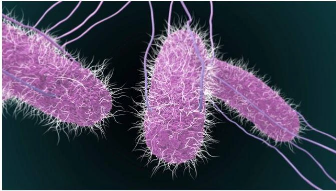 vi-khuan-salmonella vi khuẩn salmonella