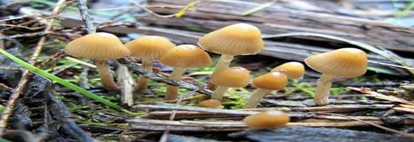 Nấm thức thần