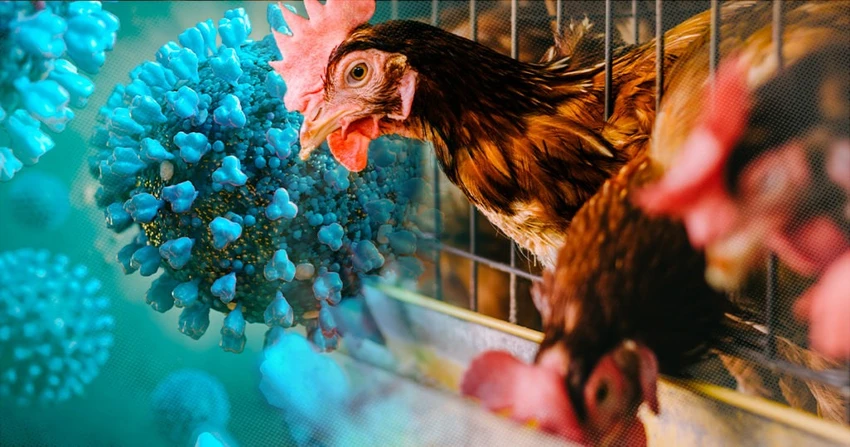 Cúm A (H5N1)