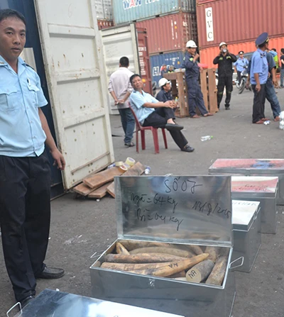 Cận cảnh ba container chứa hơn 2,2 tấn ngà voi ở Đà Nẵng ảnh 3 Cận cảnh ba container chứa hơn 2,2 tấn ngà voi ở Đà Nẵng ảnh 3
