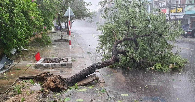 Bão số 12 đã gây thiệt hại tại Phú Yên, Khánh Hòa ảnh 9 Bão số 12 đã gây thiệt hại tại Phú Yên, Khánh Hòa ảnh 9