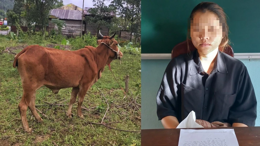 Hồ Thị Thao thuê xe ba gác chở bò của người khác về khu đất gần nhà thì bị phát hiện.