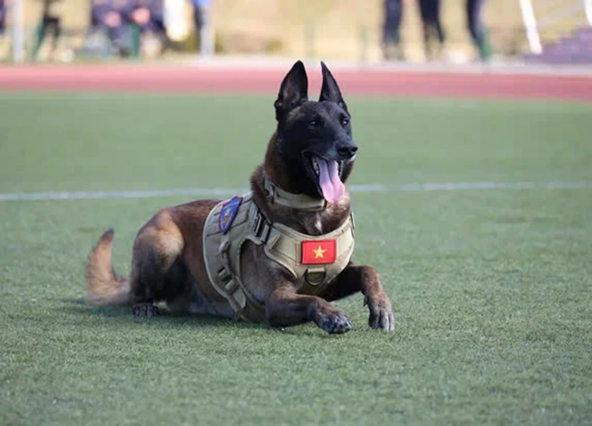 cho-nghiep-vu-canh-sar-co-dong3.jpg