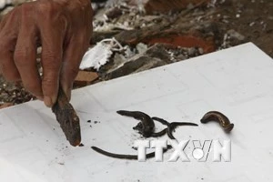 Ngủ say bên bờ ruộng, nam thanh niên bị con đỉa dài 20 cm chui sâu vào trong mũi ảnh 1 (Ảnh minh họa: Phương Vy/TTXVN)
