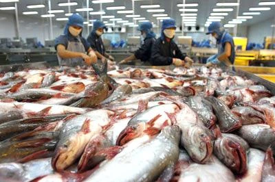 Thuế chống bán phá giá ca tra đối với các doanh nghiệp Việt Nam tăng lên 2,11 USD mỗi kg, thay vì mức 0,42% USD mỗi kg như đã công bố hồi tháng 3. 