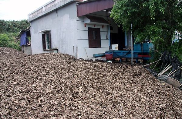 lá-vải, Lục-Ngạn, thu-gom, ủ-mục, Nhật-Bản, vải-thiều, xuất-khẩu