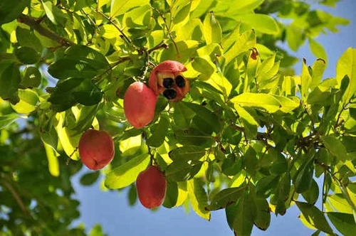 Trái Ackee tươi ngon tại Jamaica. 4-jpeg-8944-1403492770.jpg