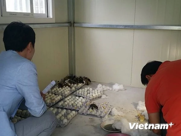 Mua bán trứng vịt lộn ở Hàn Quốc có thể bị phạt 1.000 USD ảnh 1 Mua bán trứng vịt lộn ở Hàn Quốc có thể bị phạt 1.000 USD ảnh 1