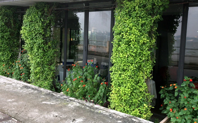 Những căn nhà phủ cây xanh mướt bên bờ hồ Tây ảnh 7 Những căn nhà phủ cây xanh mướt bên bờ hồ Tây ảnh 7