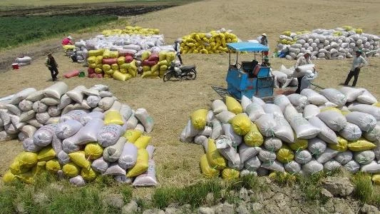 Nguyễn Minh Nhị, Bảy Nhị, nông nghiệp, lãnh đạo, quan, cá basa, Campuchia, Myanmar Nguyễn Minh Nhị, Bảy Nhị, nông nghiệp, lãnh đạo, quan, cá basa, Campuchia, Myanmar