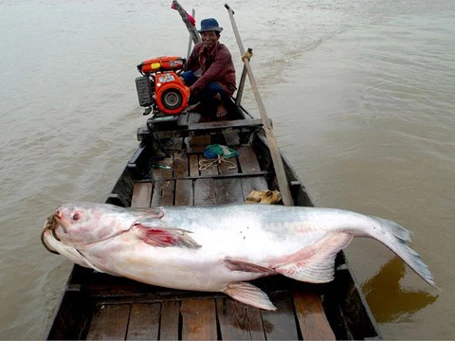 Năm 2012, lần đầu tiên ngư dân ở An Giang bắt được con cá tra dầu nặng 72kg từ sông Hậu.
