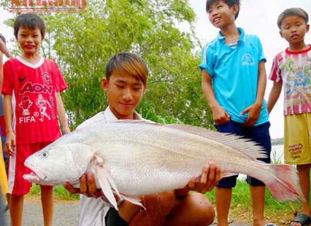 Năm 2012, lần đầu tiên ngư dân ở An Giang bắt được con cá tra dầu nặng 72kg từ sông Hậu.