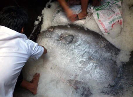 Năm 2012, lần đầu tiên ngư dân ở An Giang bắt được con cá tra dầu nặng 72kg từ sông Hậu.