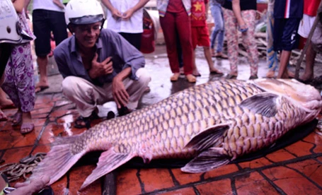 Năm 2012, lần đầu tiên ngư dân ở An Giang bắt được con cá tra dầu nặng 72kg từ sông Hậu.