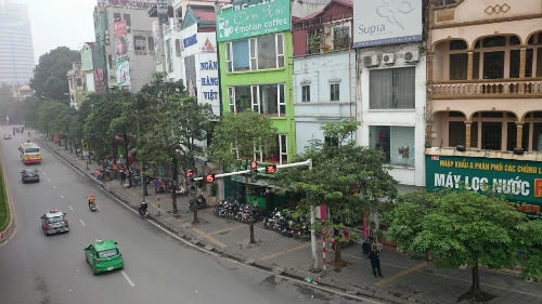 Cây hoa sữa chiếm số lượng lớn nhất trên phố Nguyễn Chí Thanh. Cận cảnh hàng cây xanh trên đường đẹp nhất Việt Nam trước giờ bị đốn hạ