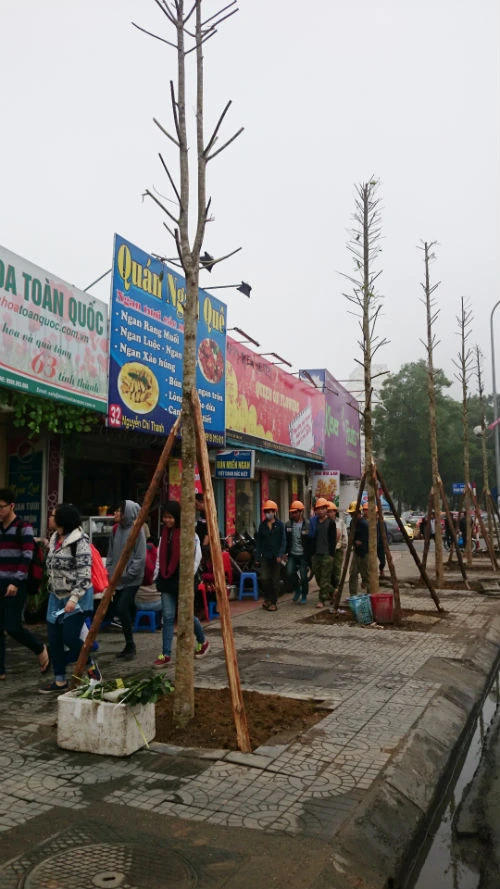 Những cây vàng tâm thẳng tắp đang được thay thế. Cận cảnh hàng cây xanh trên đường đẹp nhất Việt Nam trước giờ bị đốn hạ