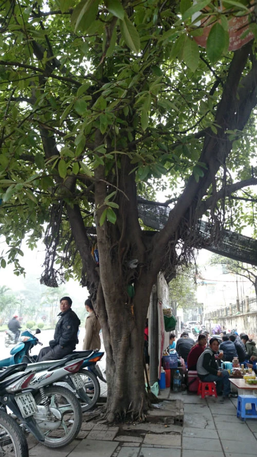 Nhiều cây bóng mát cổ thụ sắp bị đón hạ khiến nhiều người tiếc nuối. Cận cảnh hàng cây xanh trên đường đẹp nhất Việt Nam trước giờ bị đốn hạ