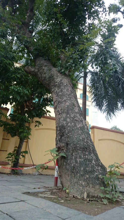 Nhiều cây xà cừ cong nghiêng, sâu mục gây nguy hiểm khi trời mưa bão. Cận cảnh hàng cây xanh trên đường đẹp nhất Việt Nam trước giờ bị đốn hạ