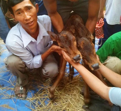 Chú bê mới sinh có hai đầu ở An Giang ảnh 1 Chú bê mới sinh có hai đầu ở An Giang ảnh 1