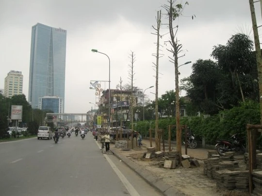 Thay vào những hàng cây xanh xum xuê lá trước kia là hàng cây mới trồng cao chừng 6 - 7 m, trụi lá Thay vào những hàng cây xanh xum xuê lá trước kia là hàng cây mới trồng cao chừng 6 - 7 m, trụi lá