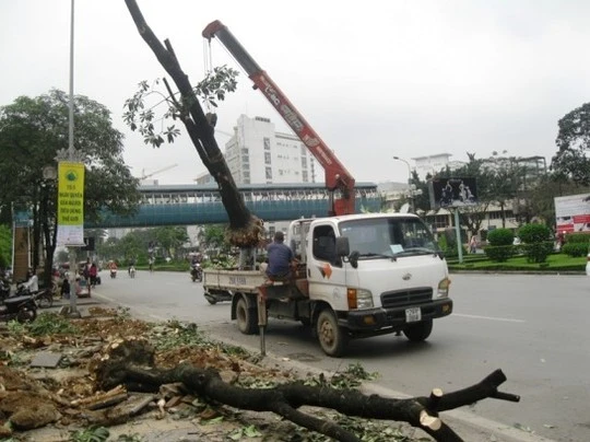 Cây chặt hạ đang được cẩu lên trên xe Cây chặt hạ đang được cẩu lên trên xe