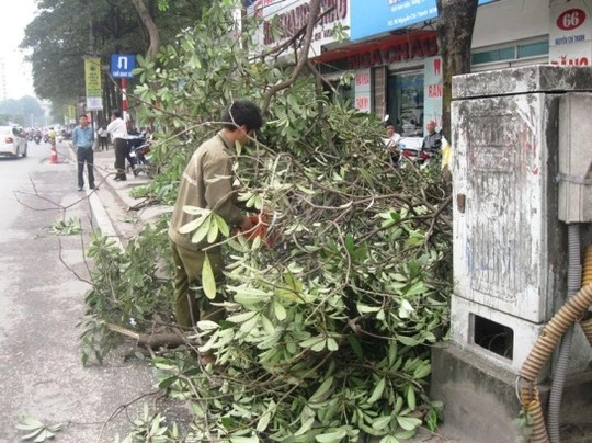 'Con đường đẹp nhất Việt Nam' tan hoang sau khi chặt cây xanh ảnh 5 'Con đường đẹp nhất Việt Nam' tan hoang sau khi chặt cây xanh