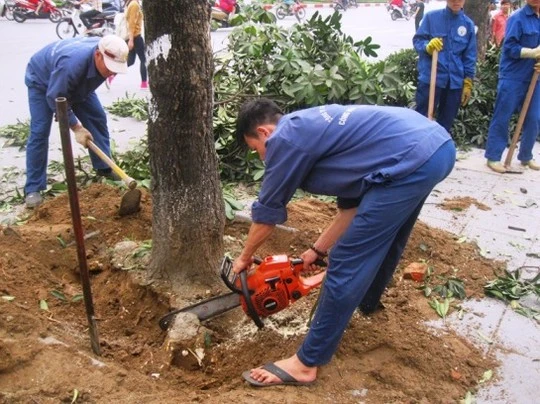 'Con đường đẹp nhất Việt Nam' tan hoang sau khi chặt cây xanh