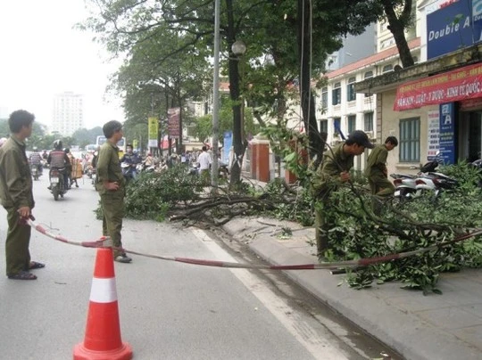 Công nhân phong tỏa vỉa hè khi đang tiến hành chặt hạ cây