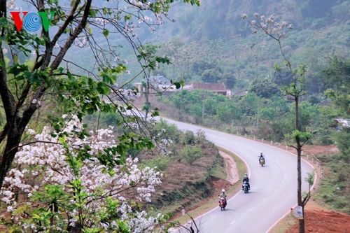 Hoa ban Tây Bắc nở trắng rừng ảnh 1