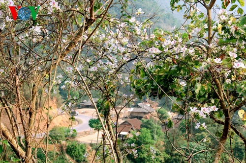 Hoa ban Tây Bắc nở trắng rừng ảnh 2