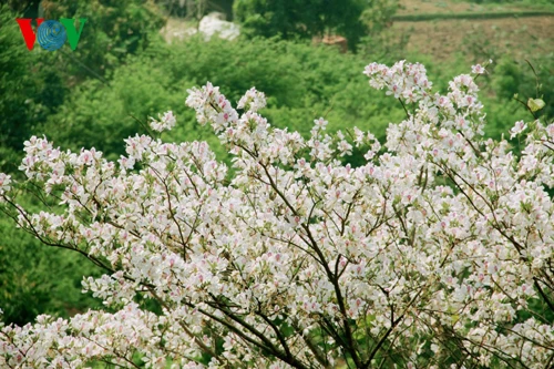 Hoa ban Tây Bắc nở trắng rừng ảnh 4
