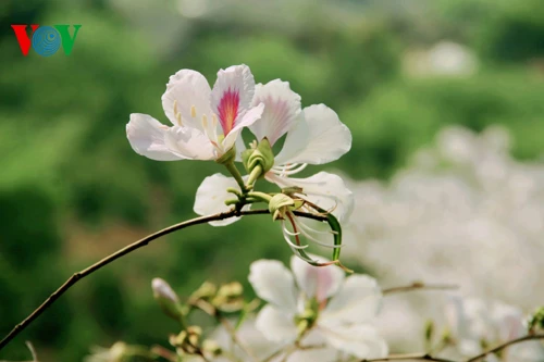 Hoa ban Tây Bắc nở trắng rừng ảnh 5