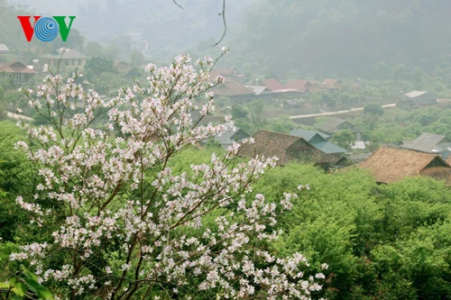 Hoa ban Tây Bắc nở trắng rừng ảnh 6
